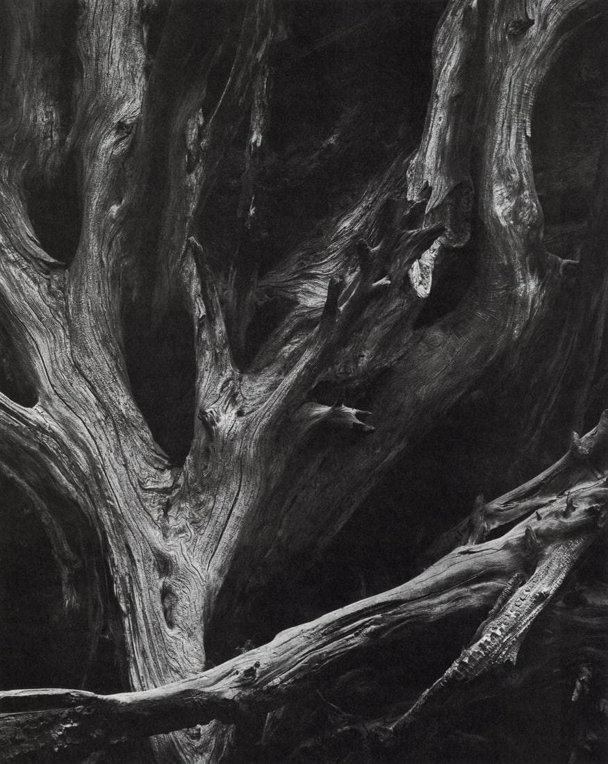 ANSEL ADAMS - Sequoia Gigantea Roots, Yosemite, 1950: Artist: Ansel Adams Title: Sequoia Gigantea Roots, Yosemite National Park, California, 1950 Medium: Photo Litho, 1974, USA Dimensions: 9.2x11.55" Description: Heat Wax Mounted on 11x14" Conservation B