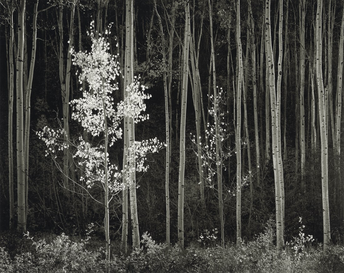 ANSEL ADAMS - Aspens, Northern New Mexico, 1958: Artist: Ansel Adams Title: Aspens, Northern New Mexico, 1958 Medium: Photo Litho, 2001, USA Dimensions: 11.25x8.95" Description: Heat Wax Mounted on 12x16" Conservation Board Artist Bio: Ansel Adams w