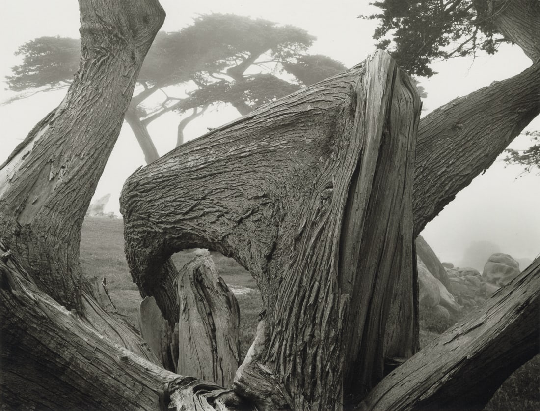 ANSEL ADAMS - Cypress and Fog, Pebble Beach, 1967 (1 of 1)