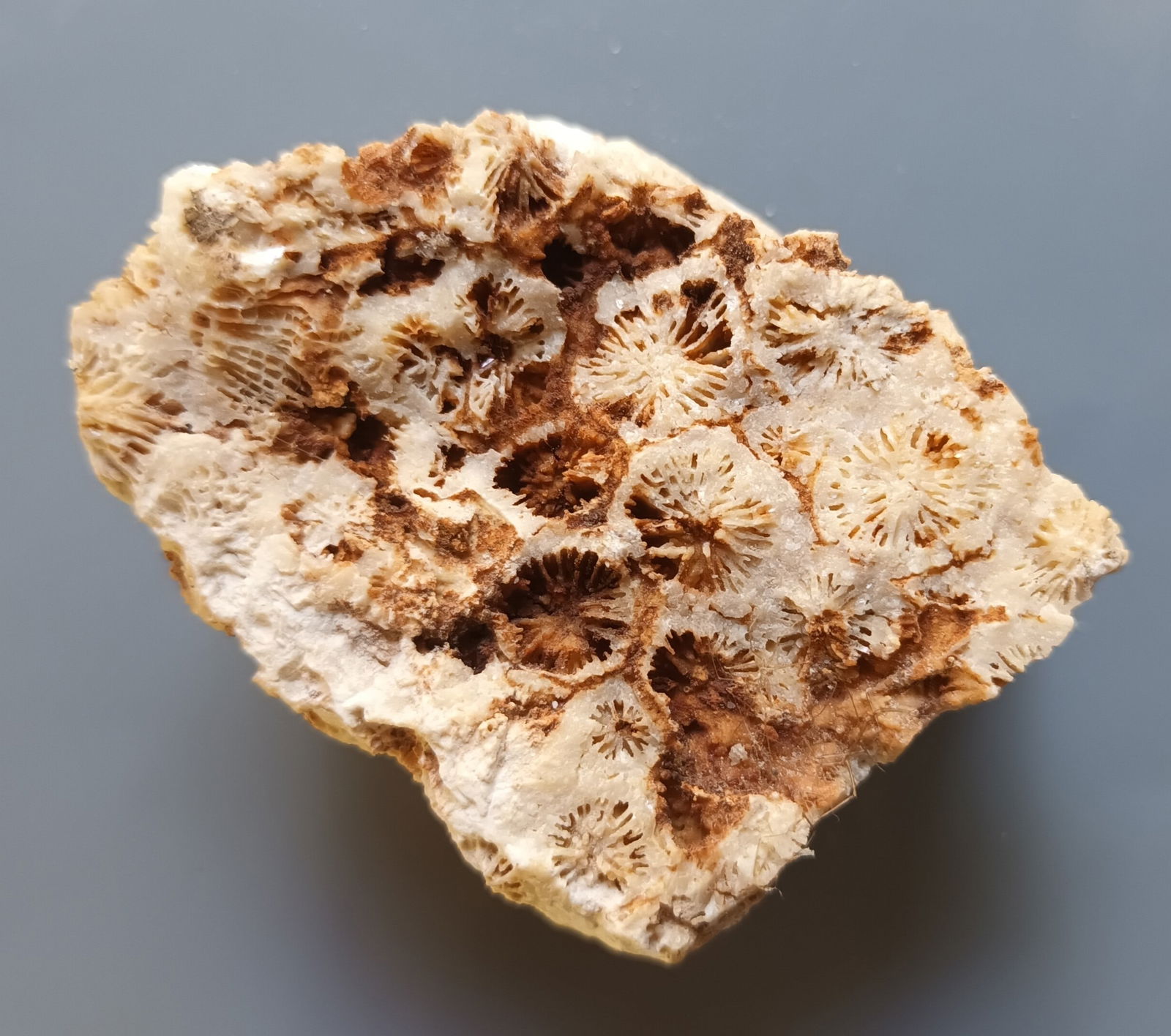 Coral Fossil (1 of 2)