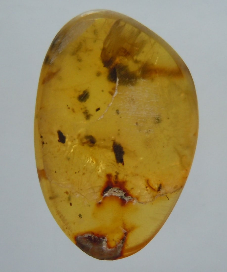 100 Mill. Years Old Burmite Amber With Insect & Plant: Title: 100 Mill. Years Old Burmite Amber With Insect & Plant Origin: Hukawang Valley, Kachin State, Myanmar Size: 1.85x1.2x0.4 cm / 0.64 gram Description: yellow burmite amber with insect, plant & deb
