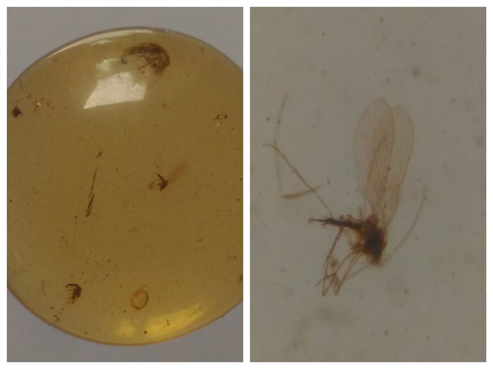 100 Mill. Years Old Burmite Amber With Mosquito: Title: 100 Mill. Years Old Burmite Amber With Mosquito Origin: Hukawang Valley, Kachin State, Myanmar Size: 1.4x1.4x0.6 cm / 0.79 gram Description: clear yellow burmite amber with mosquito Reserve: $1