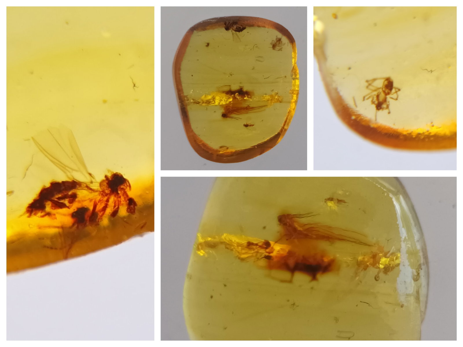 100 Mill. Years Old Burmite Amber With 3 Insects: Title: 100 Mill. Years Old Burmite Amber With 3 Insects Origin: Hukawang Valley, Kachin State, Myanmar Size: 1.1x1x0.3 cm / 0.24 gram Description: yellow burmite amber with 3 insects Reserve: $18.00 S