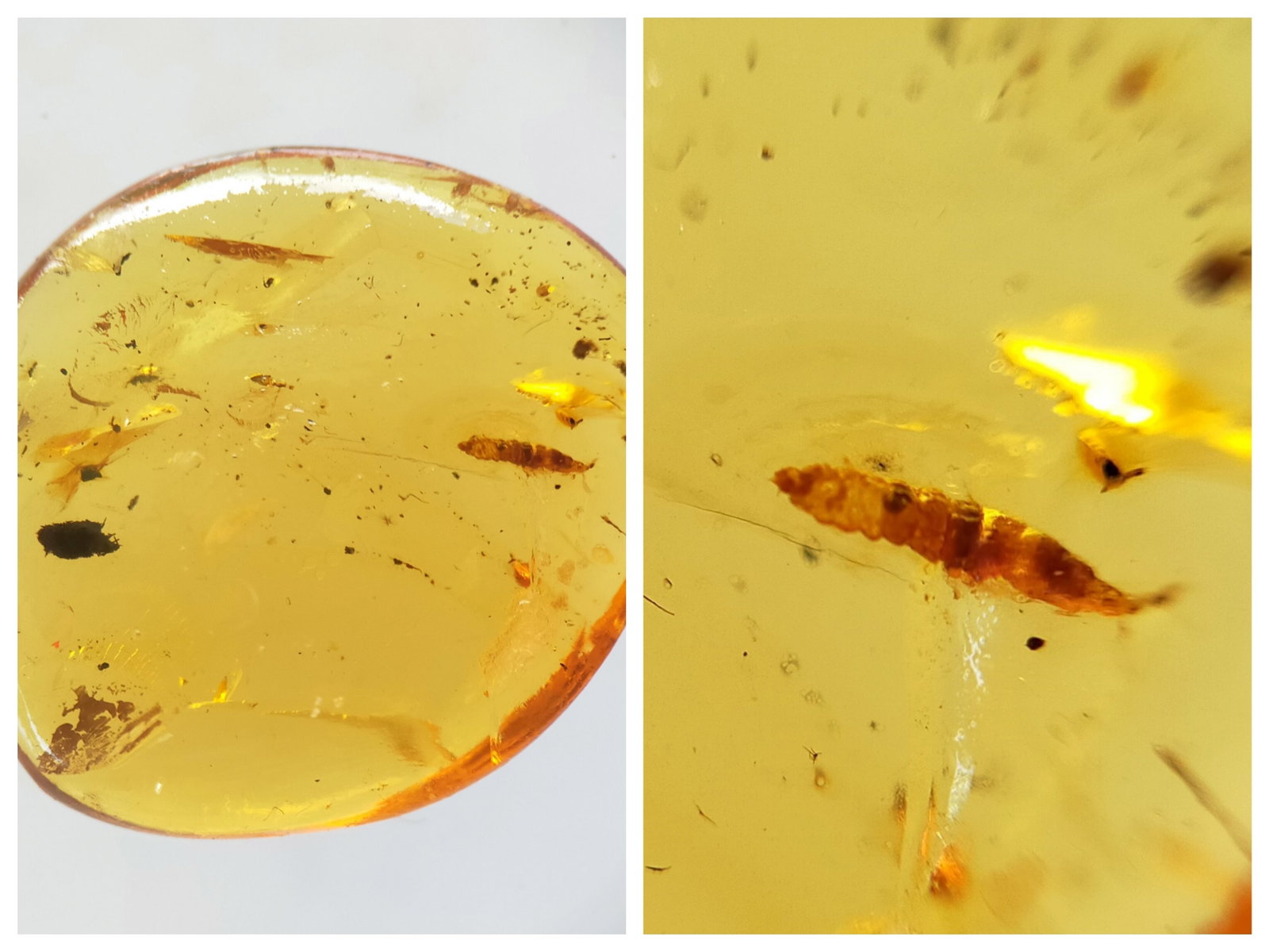 100 Mill. Years Old Burmite Amber With Maggot: Title: 100 Mill. Years Old Burmite Amber With Maggot Origin: Hukawang Valley, Kachin State, Myanmar Size: 2.4x2.1x0.55 cm / 1.87 gram Description: clear yellow burmite amber with maggot Reserve: $18.0