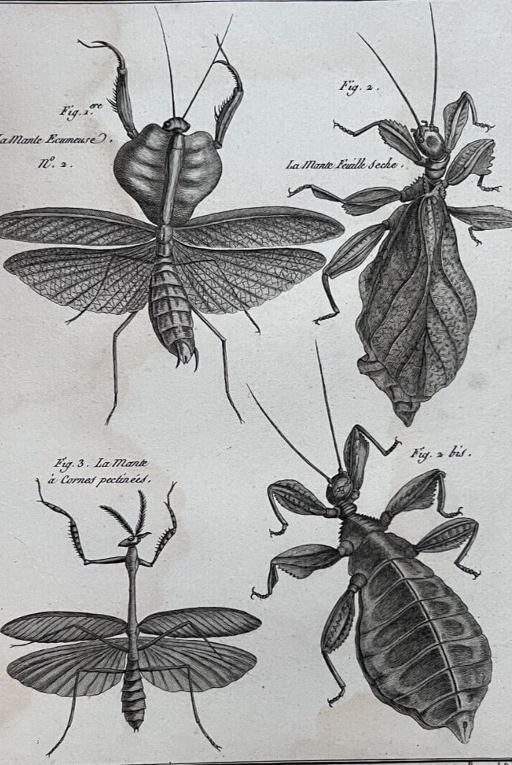 Antique Etching Mantis by Benard DIREXIT, Circa 1797: Description Engraving on paper 31.5 x 23 cm stains, folds ref: b5 All our artworks are packaged to a very high standard, using protective cellophane wallets, hardboard backing, and bubble wrap. Framed