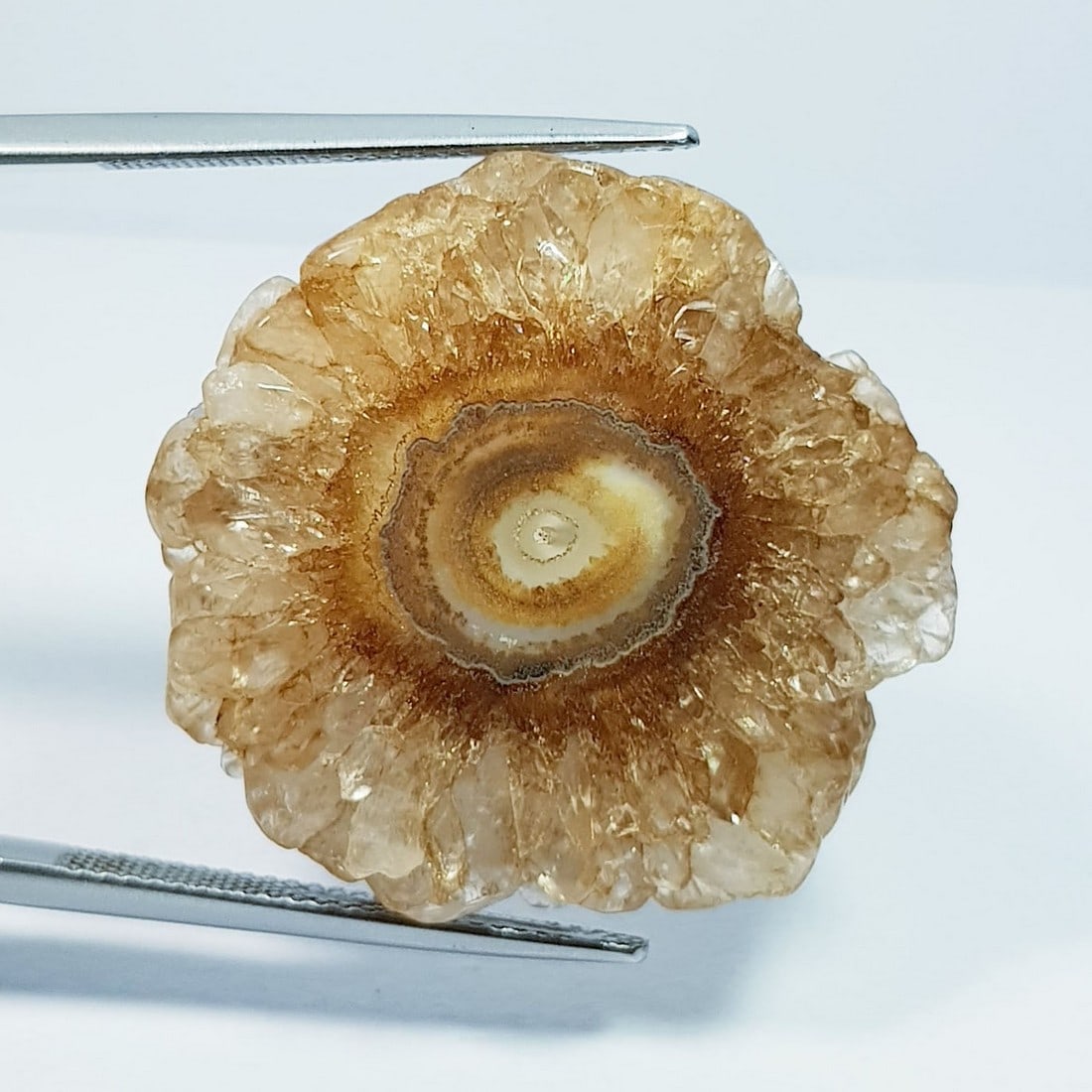 38.66 ctz" Fine Collection Brown Solar Fossile (1 of 4)