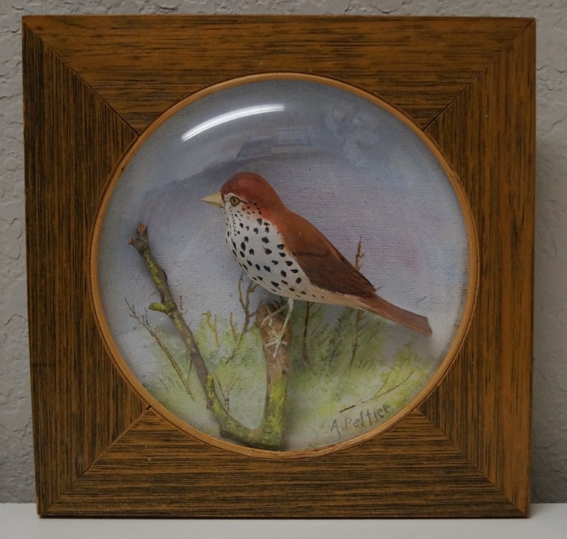 Wood Thrush Carving Diorama by Arthur Peltier: Title: Wood Thrush Carving Diorama by Arthur Peltier Dimension: 7” square x 1 ¼” deep. Date: Ca. 1950’s. Additional Information: Diorama of an exceptional Male Wood Thrush in its