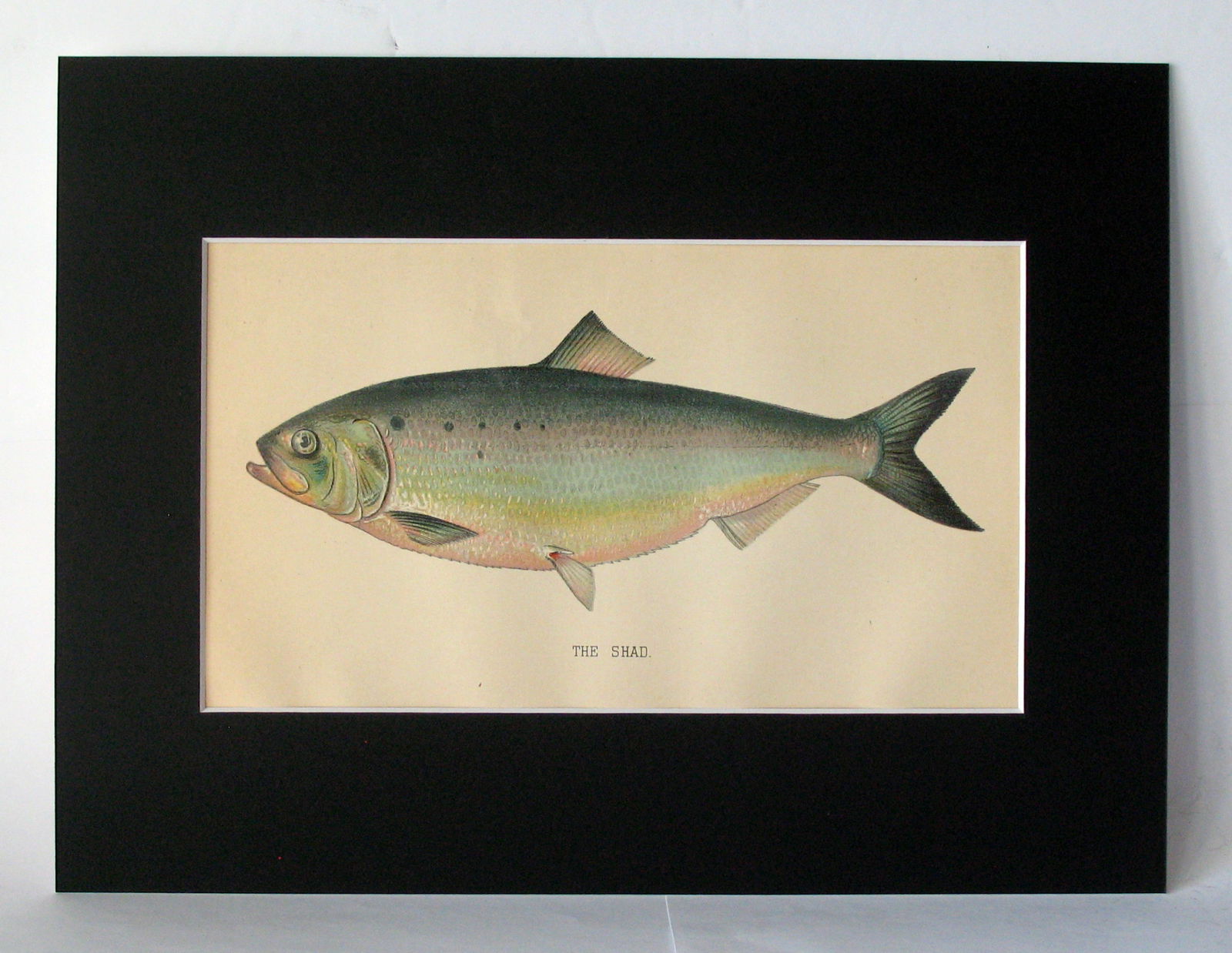 Vintage 1901 colored fish print. (1 of 2)