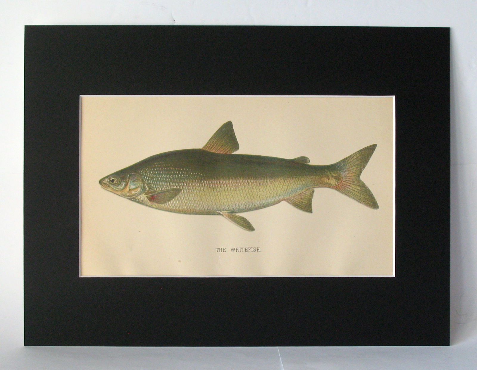 Vintage 1901 colored fish print. (1 of 2)