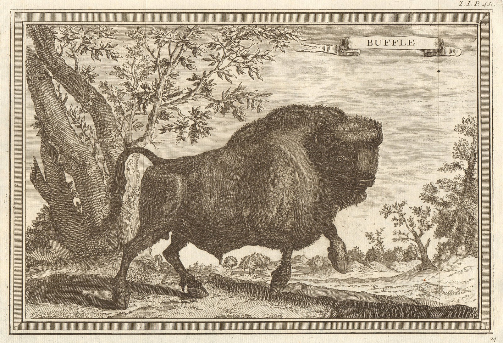 Buffle'. West Africa. Buffalo 1746 old antique vintage print picture: CAPTION PRINTED BELOW PICTURE: Buffle [Buffalo] DATE PRINTED: 1746 IMAGE SIZE: Approx 20.0 x 29.5cm, 8 x 11.75 inches (Medium); Please note that this is a folding print. TYPE: Antique copperplate prin