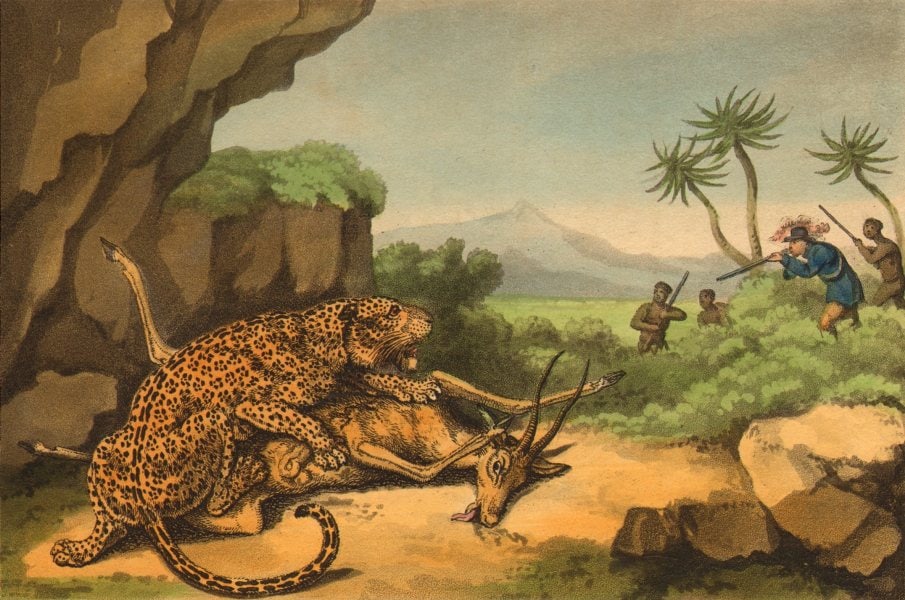 AFRICA. Shooting a Leopard eating Antelope (Field Sports- Edward Orme) 1814 (1 of 1)