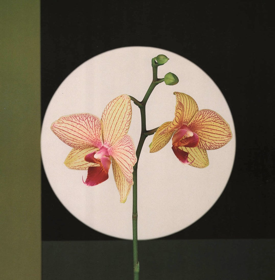 MAPPLETHORPE - Orchids, 1988 (1 of 1)