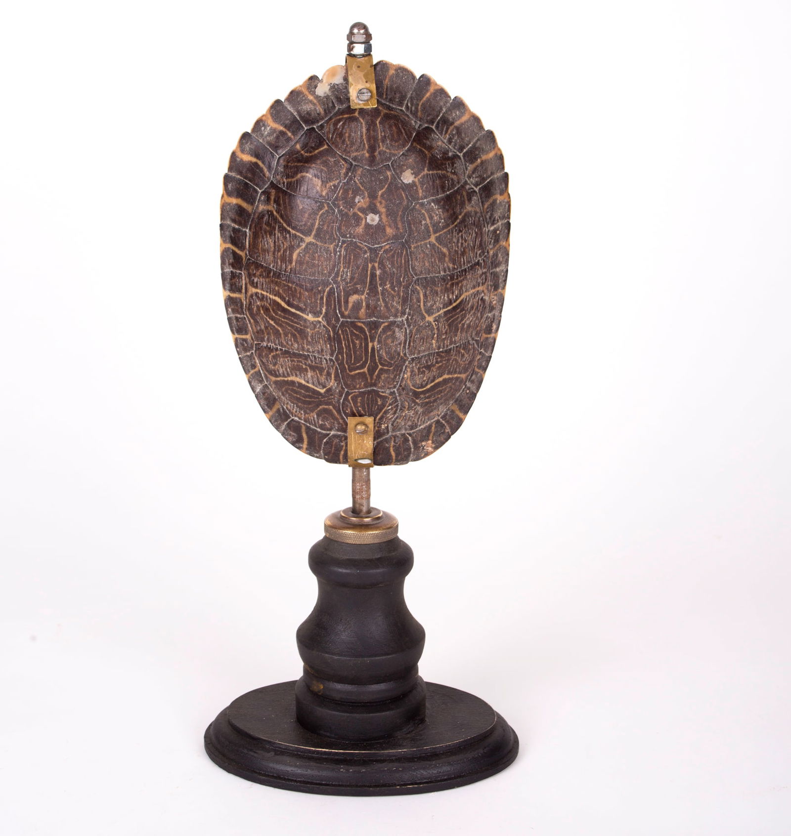 Medium mounted Turtle in the manner of Deyrolle: Made in France this mounted Turtle possibly a tortoise looks like a classroom aid piece created by Émile Deyrolle.Turtle, (order Testudines), any reptile with a body encased in a bony shell, incl