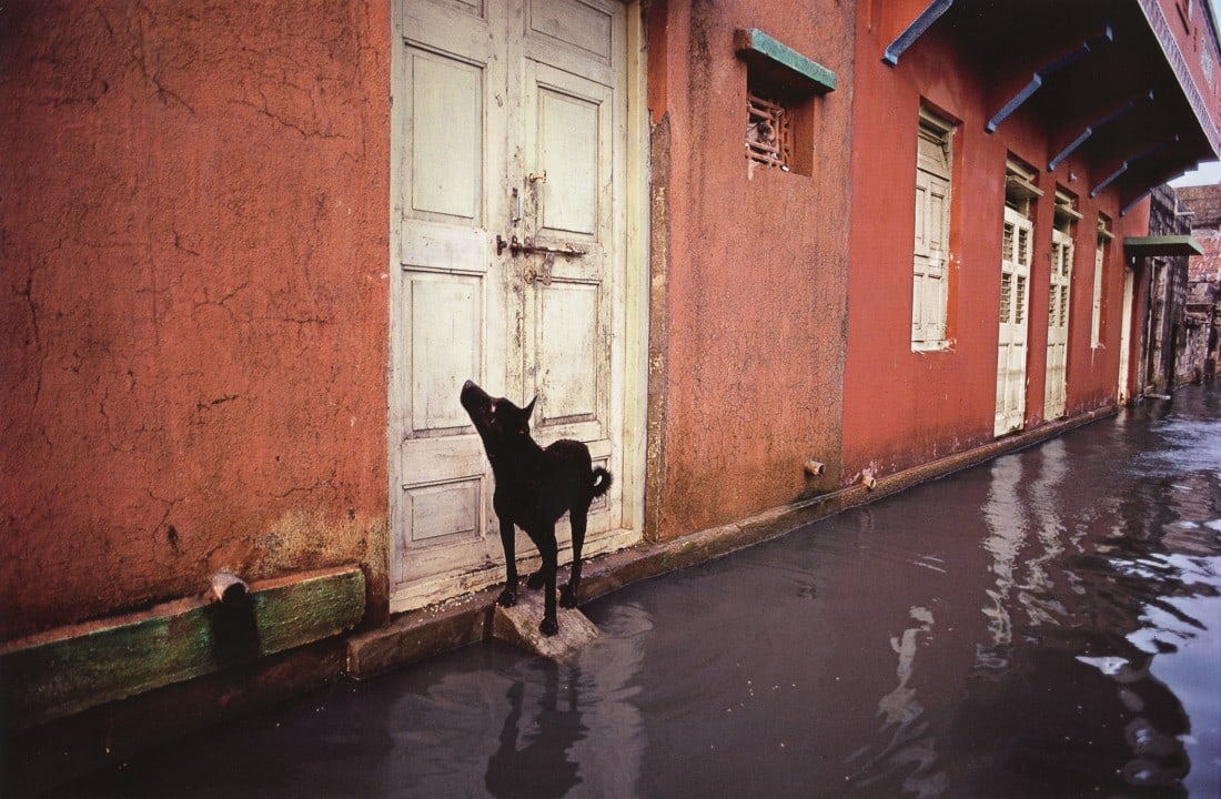 STEVE MCCURRY - Dog Caught in a Monsoon, India, 1983: Artist: Steve McCurry Title: Dog Caught in a Monsoon, Porbandar, India, 1983 Medium: Photo Litho, 2012, Italy Dimensions: 14x9.15" Description: Heat Wax Mounted on 14x18" Conservation Board Artist Bio