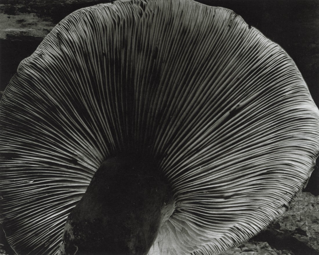 EDWARD WESTON - Toadstool, 1931 (1 of 1)