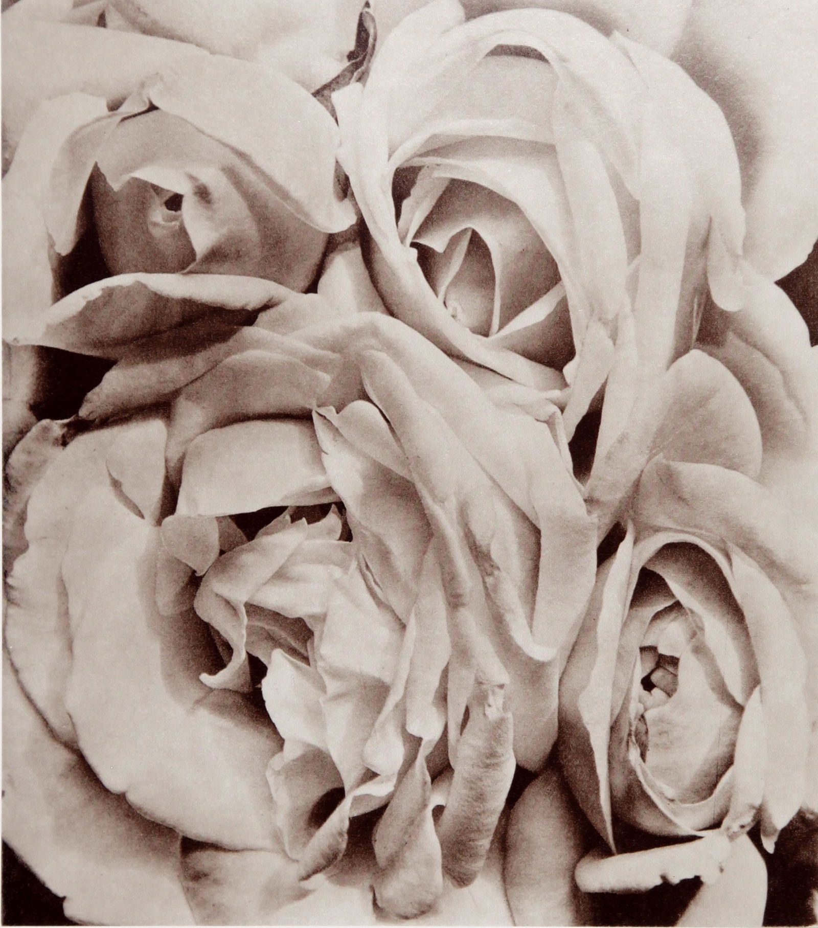 Tina Modotti Roses 1925