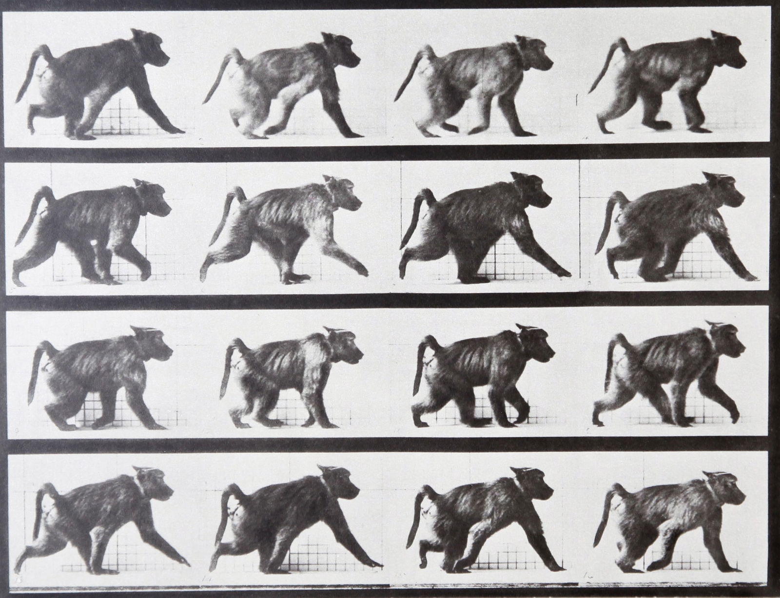 Eadweard Muybridge: Babouin walking AL747: Artist: Eadweard Muybridge Title: Babouin walking AL747 Date Printed: Printed in 1979 Heavy weight paper Medium: Vintage Photogravure Limited Edition Printer Location: Printed in Italy in 1979 Size/Di