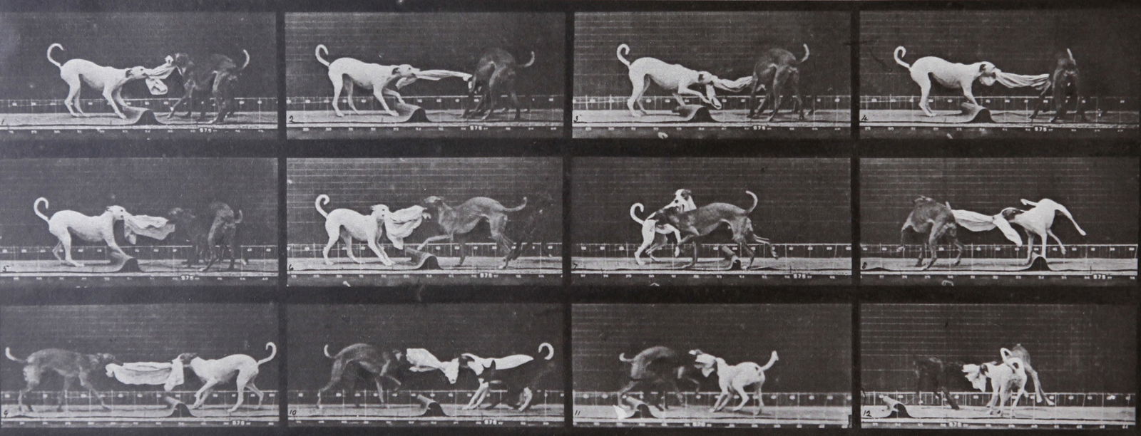 Eadweard Muybridge: Dog fighting AL 715: Artist: Eadweard Muybridge Title: Dog fighting AL 715 Date Printed: Printed in 1979 Heavy weight paper Medium: Vintage Photogravure Limited Edition Printer Location: Printed in Italy in 1979 Size/Dime