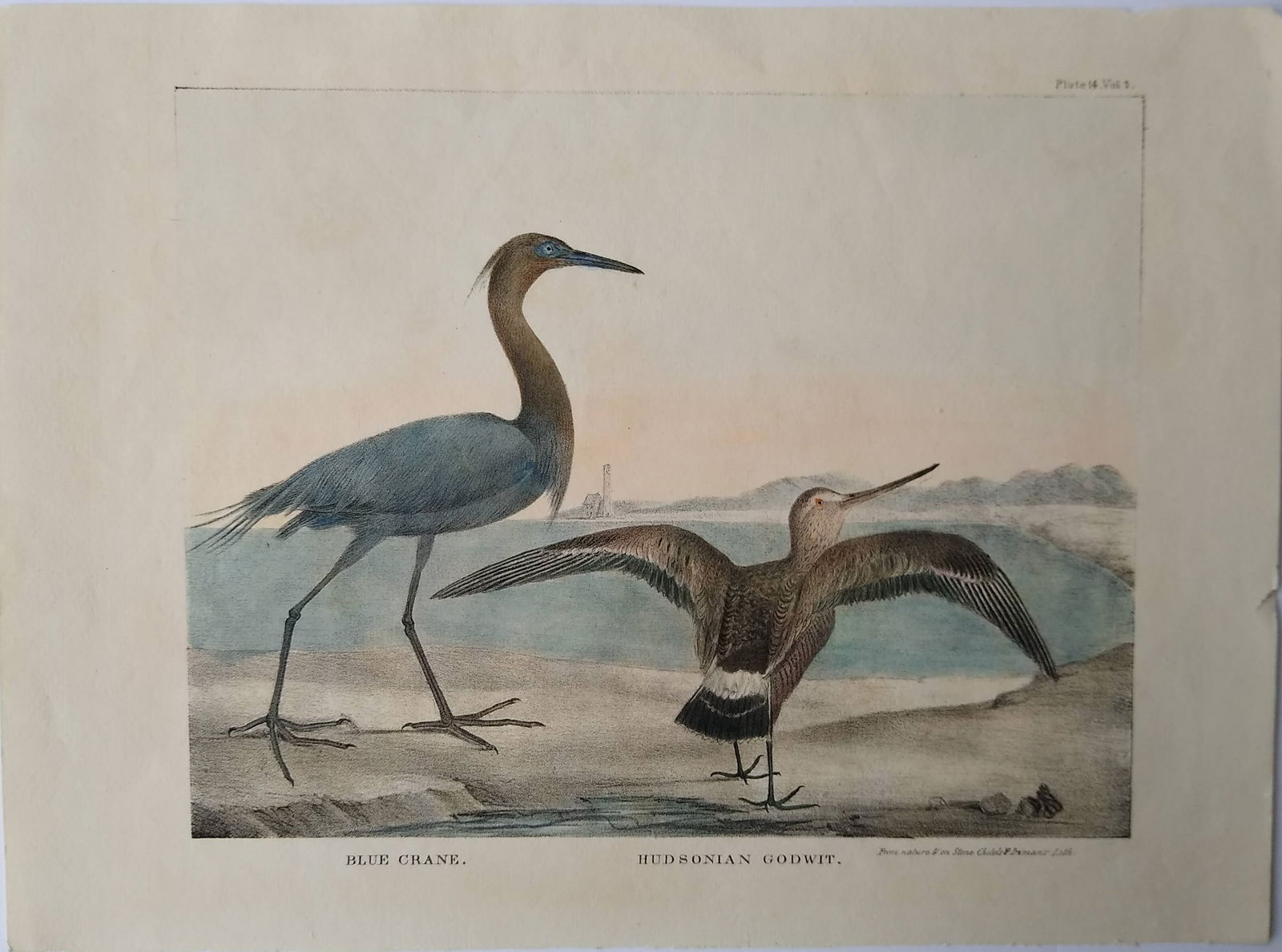 "Blue Crane & Hudsonian Godwit" early American sporting print (1 of 1)