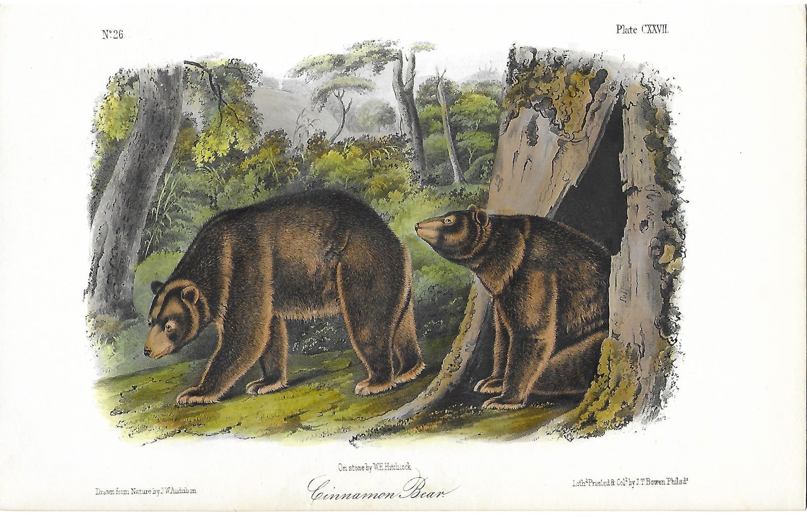 "Cinnmon Bear" original Audubon print (1 of 1)
