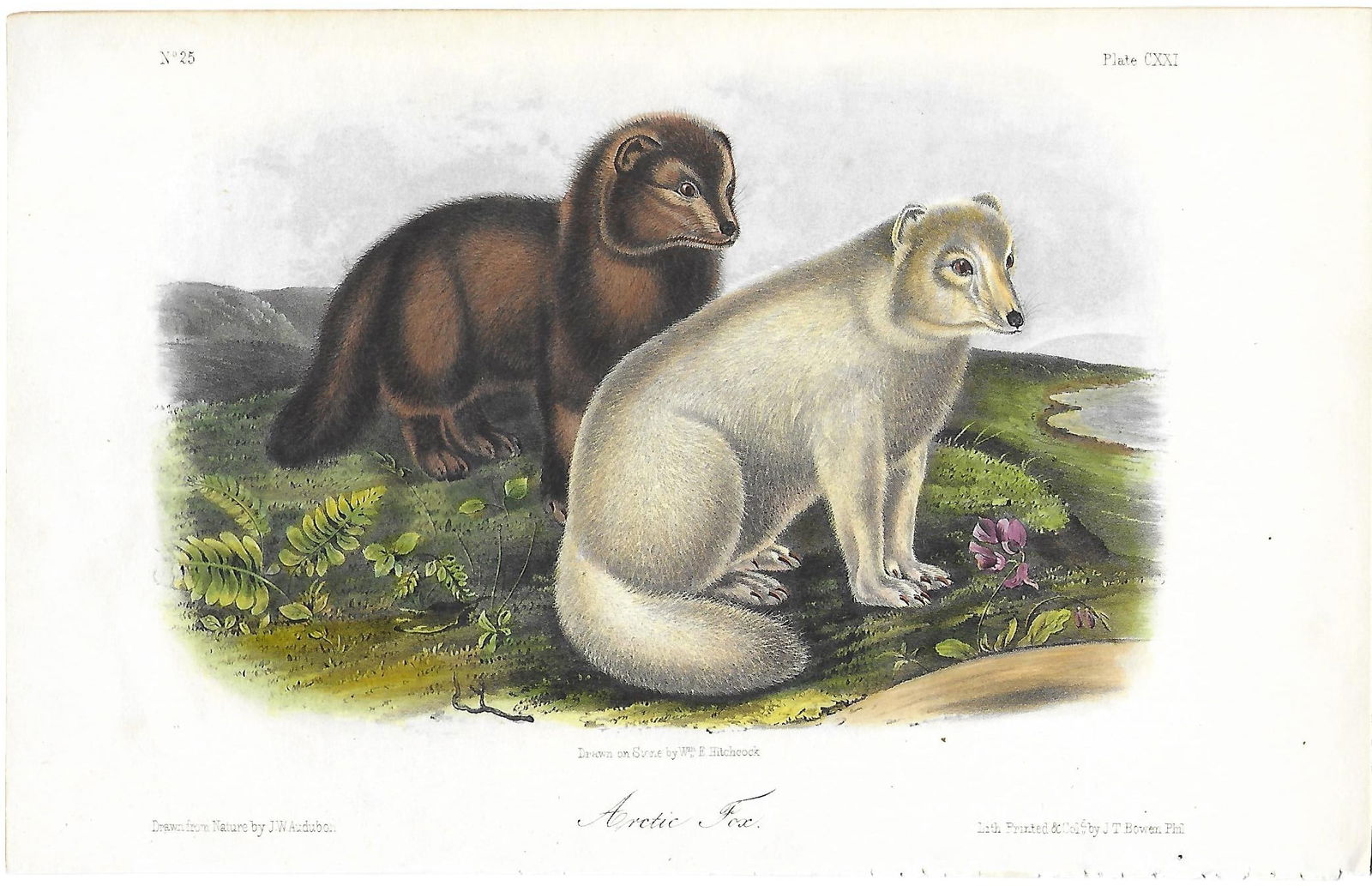 Arctic Fox - original Audubon print (1 of 1)