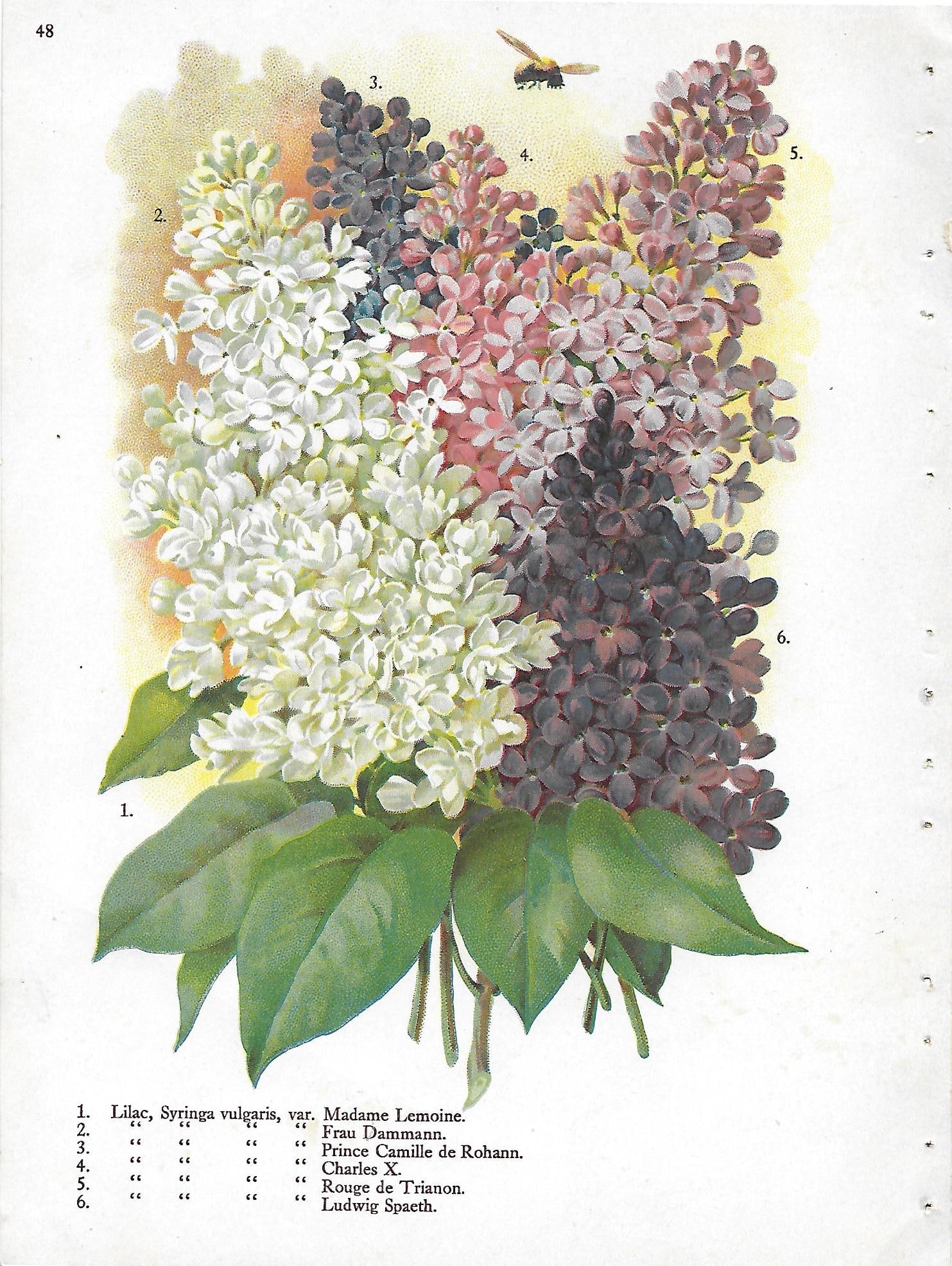 Lilacs - seven varieties - original botanical print: Lot Title: Lilacs - seven varieties - original botanical print Author/Artist: Alois Lunzer Date: c1900 Source: "First National Nurseries" Catalog - Rochester NY Size/Format: 9.75 x 7.5 inches Process: