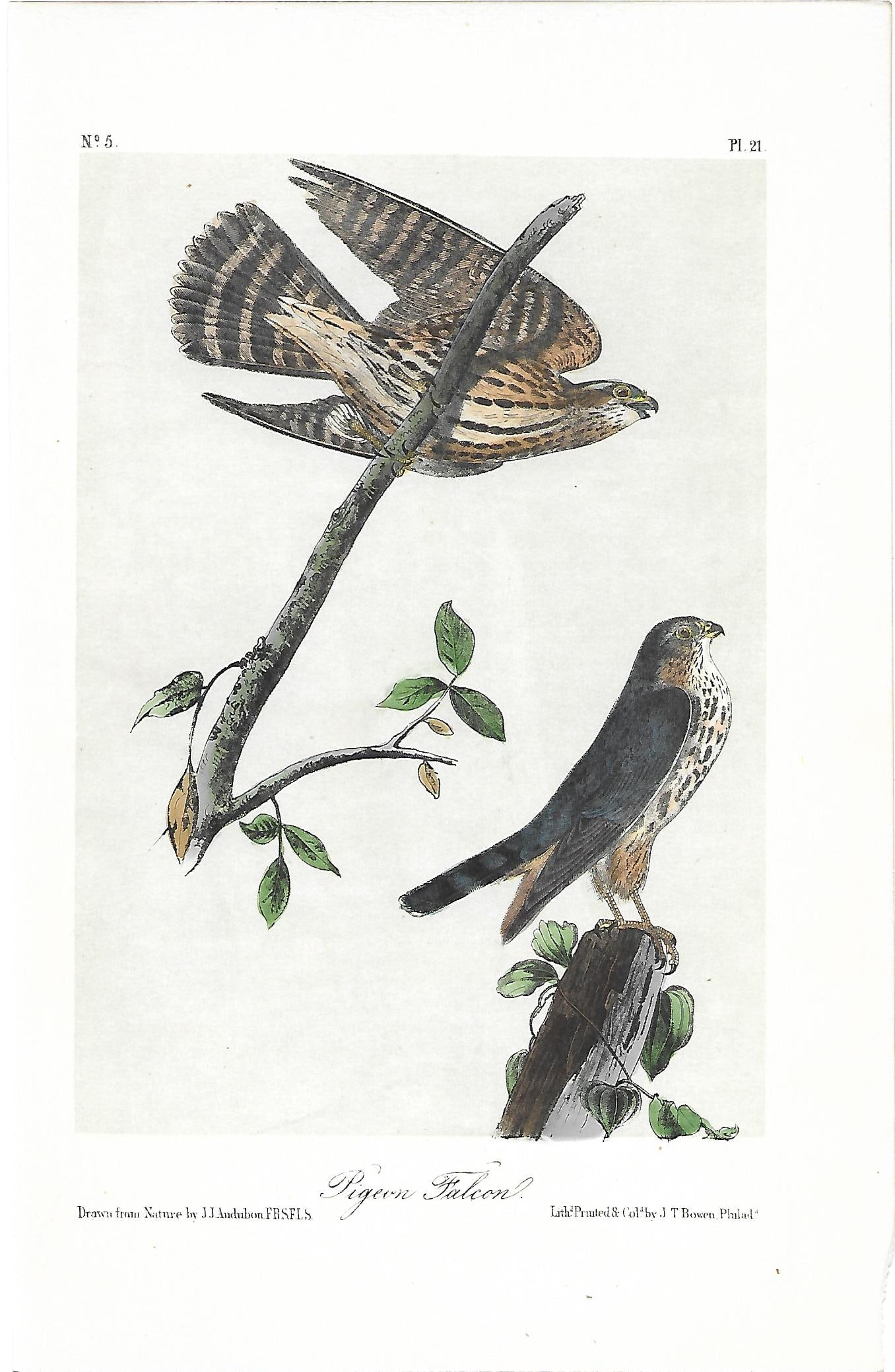 Pigeon Falcon - original Audubon print (1 of 1)