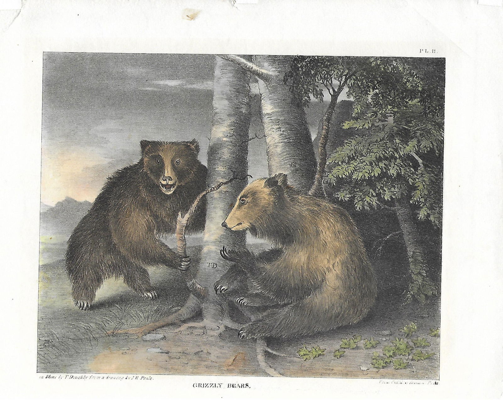 Grizzly Bear - eaarly American sporting print (1 of 1)