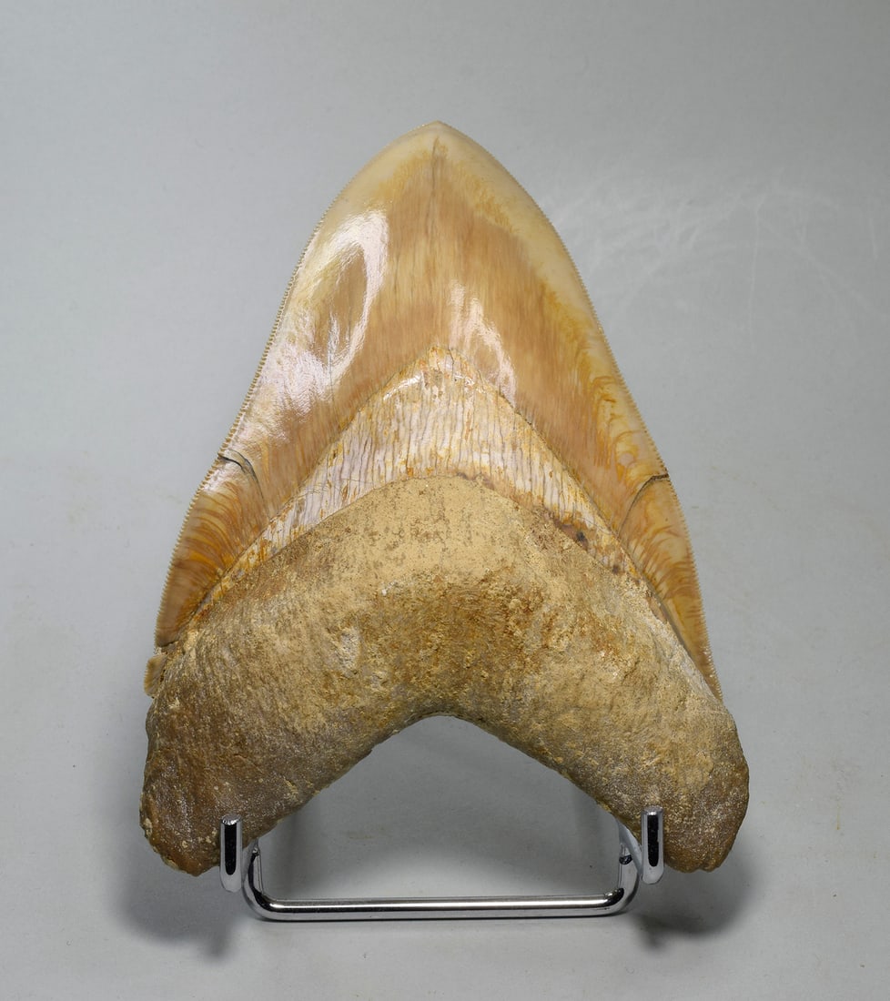 Stunning 13.9 cm Indonesian Carcharodon megalodon tooth: Title: Stunning 13.9 cm Indonesian Carcharodon megalodon tooth Origin: Indonesia Size: 13.9 cm Description: Species: Carcharodon megalodon Age: Miocene–Pliocene Locality: Indonesia Measurements: