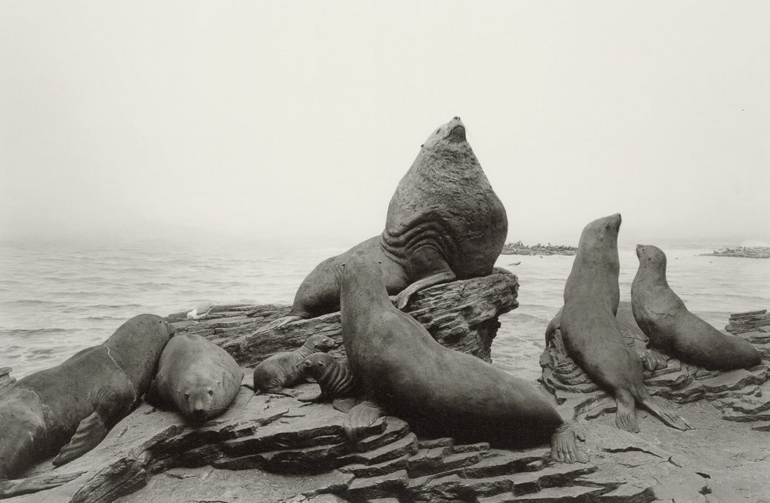 HIROSHI SUGIMOTO - Stellar Sea Lion, 1994: Artist: Hiroshi Sugimoto Title: Stellar Sea Lion, 1994 Medium: Photo Litho, 2005, Germany Dimensions: 8.45x5.55" Description: Heat Wax Mounted on 8.5x11" Conservation Board Artist Bio: Hiroshi Sugimot