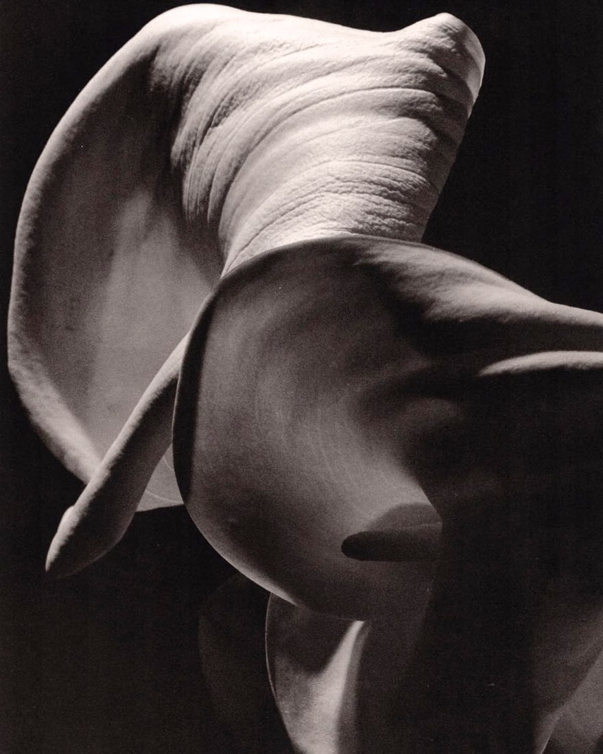 HORST P. HORST - Calla Aethiopica (1 of 1)