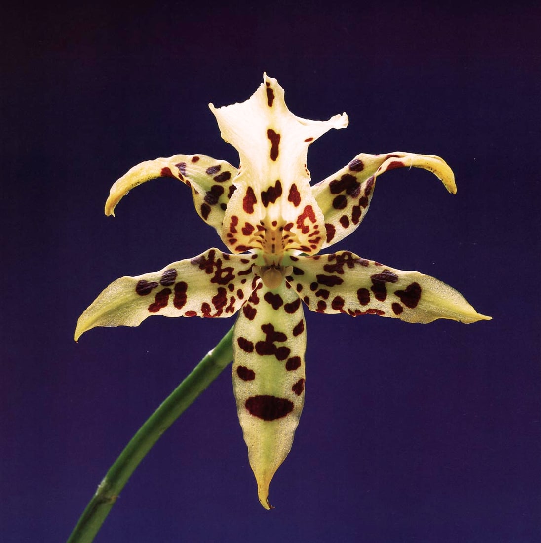 MAPPLETHORPE - Orchid, 1988 (1 of 1)