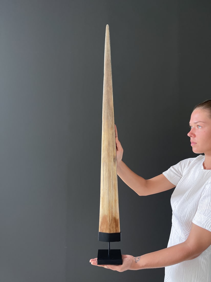 Large swordfish tusk with custom stand: Title: Large swordfish tusk with custom stand Maker: Unknown Origin: Indonesia Date/Period: 2023 Materials: Xiphius Gladius, Bone, Steel Dimensions:Height including stand: 103 cm / 40.5 inches Descrip
