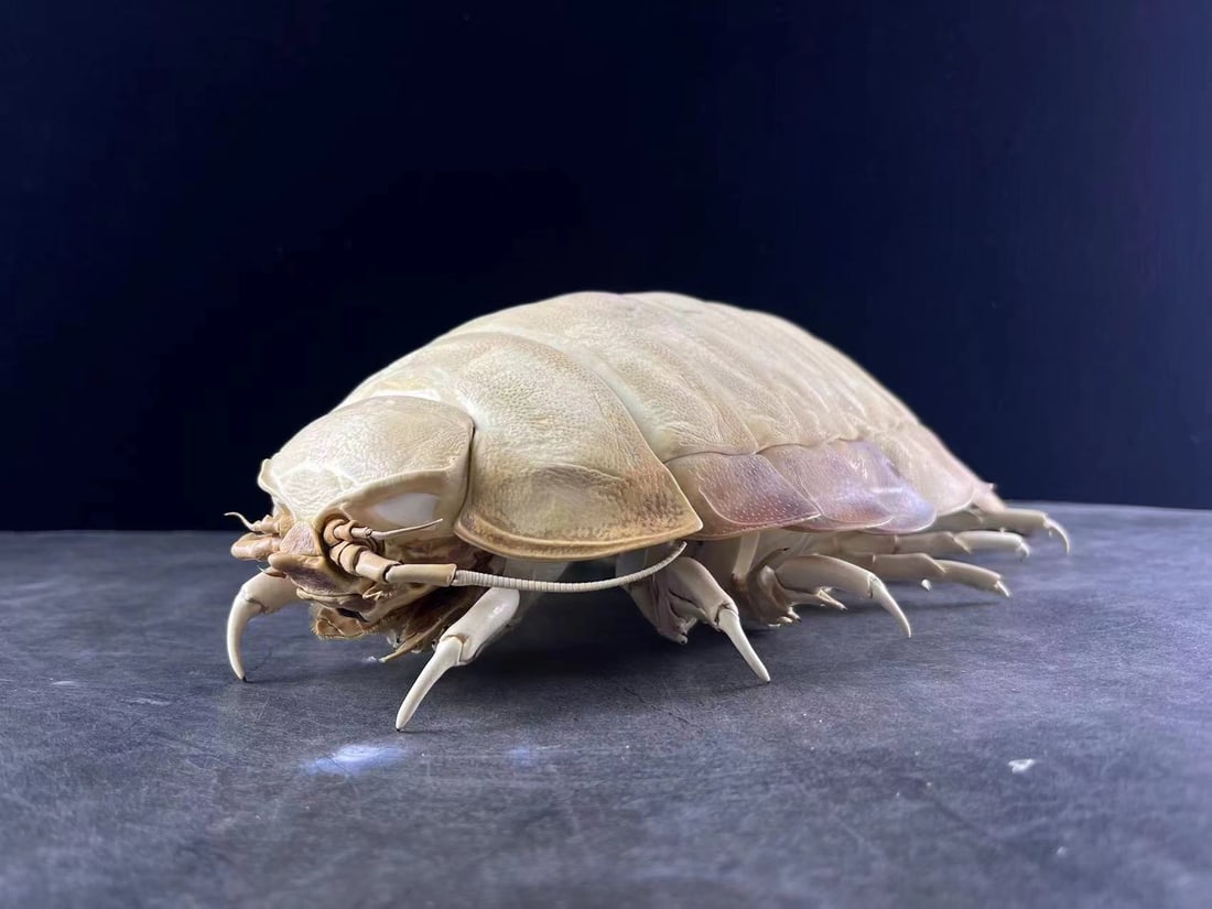 Extremely Big Size 43cm Deepsea Giant Isopod Bathynomus giganteus Taxidermy 3: Title: Extremely Big Size 43cm Deepsea Giant Isopod Bathynomus giganteus Taxidermy 3 Description: Our crustacean taxidermies are preserved by experienced taxidermists, all meat and organs are 99% clea