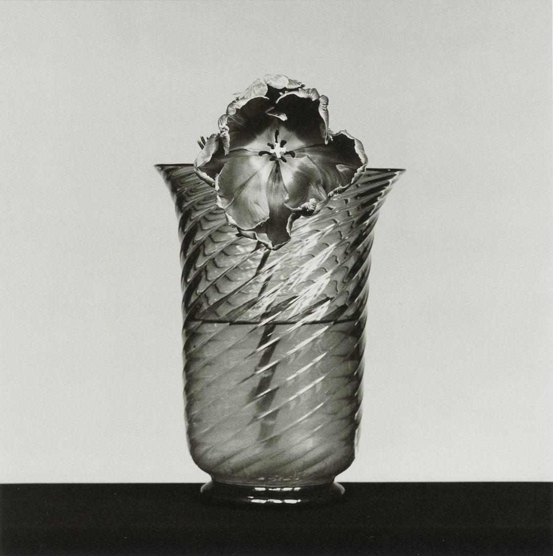 ROBERT MAPPLETHORPE - Tulip, 1982 (1 of 1)