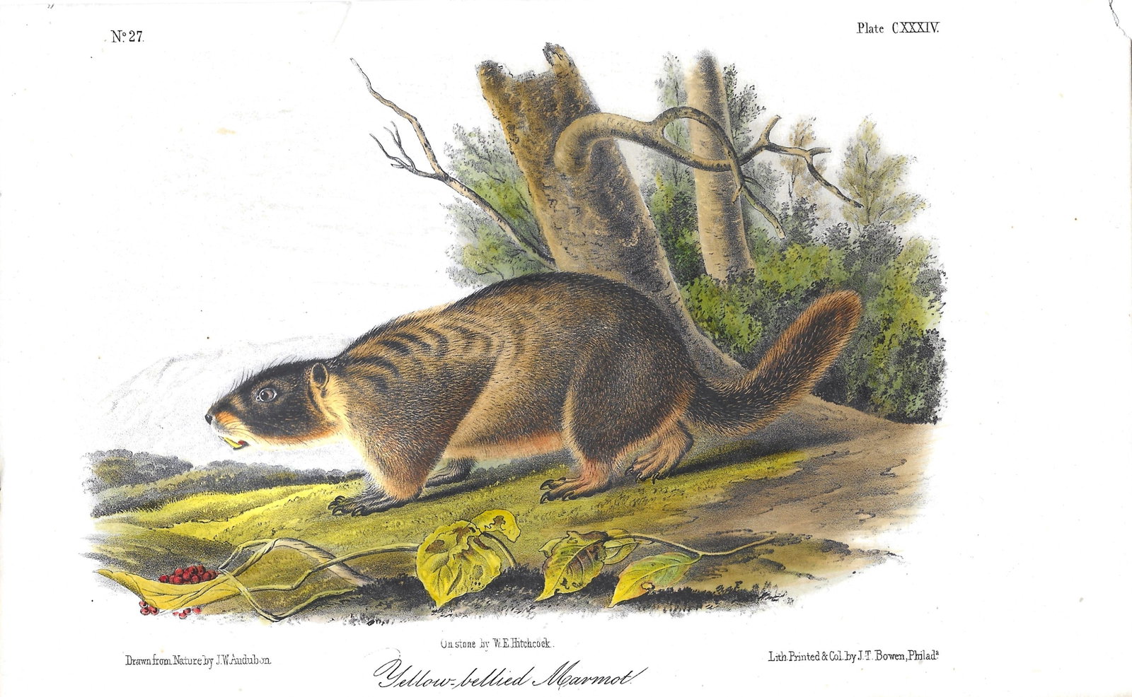 Yellow Bellied Marmot - Original Audubon Print (1 of 1)