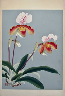 Zuigetsu: Orchid: Artist: ZUIGETSU Ikeda (1877-1944) Subject: Orchid Publisher: Uchida Signature: Zuigetsu Date: 1930s Format: ôban, 29 x 43.2 cm Condition: Fine impression, color and condition Reserve: $280.00 Sh