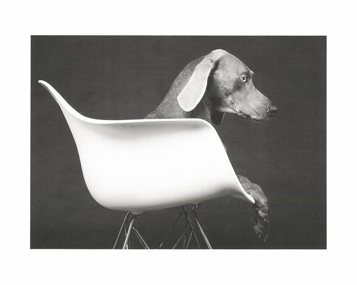 William Wegman: Untitled(Dog in Chair)2019 (1 of 1)