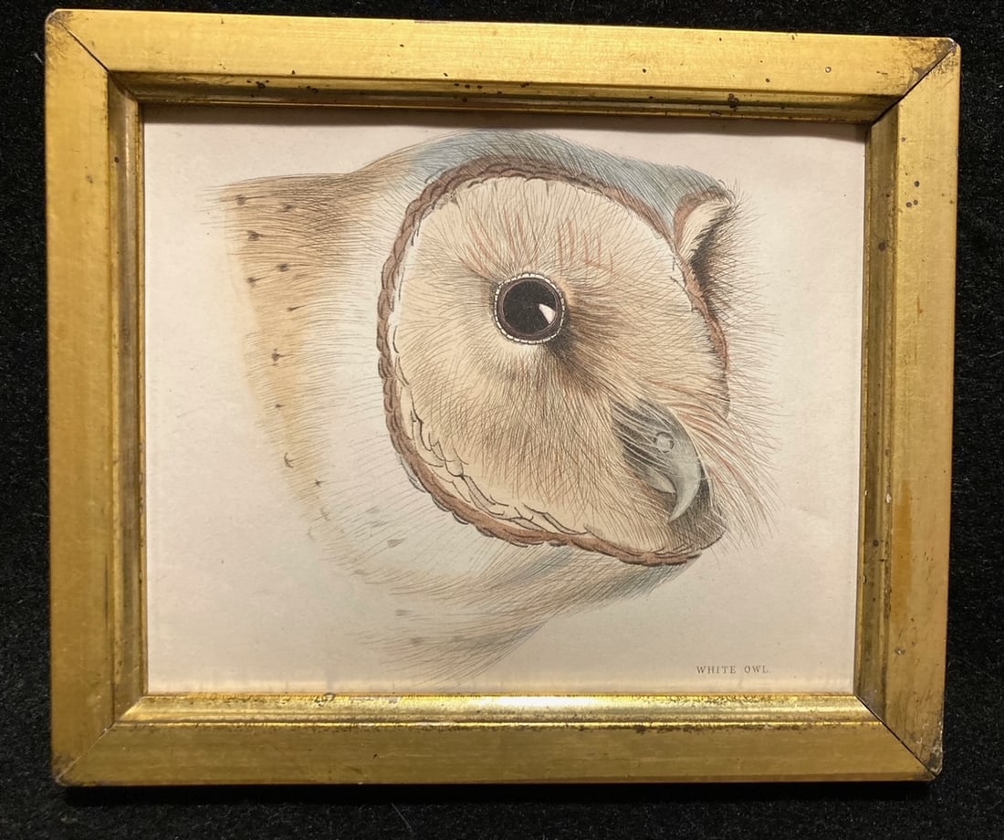 1836 hand colored White Owl engraving (1 of 2)