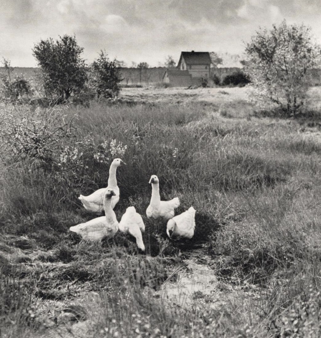 WILHELM ACKERMANN - Geese: Artist: WILHELM ACKERMANN Print Title: Geese Printing Date: 1930s Medium: Vintage Photoengraving Printed in: Germany Image Size: 7 x 6” Additional Information: COAs included on all piece Reserve