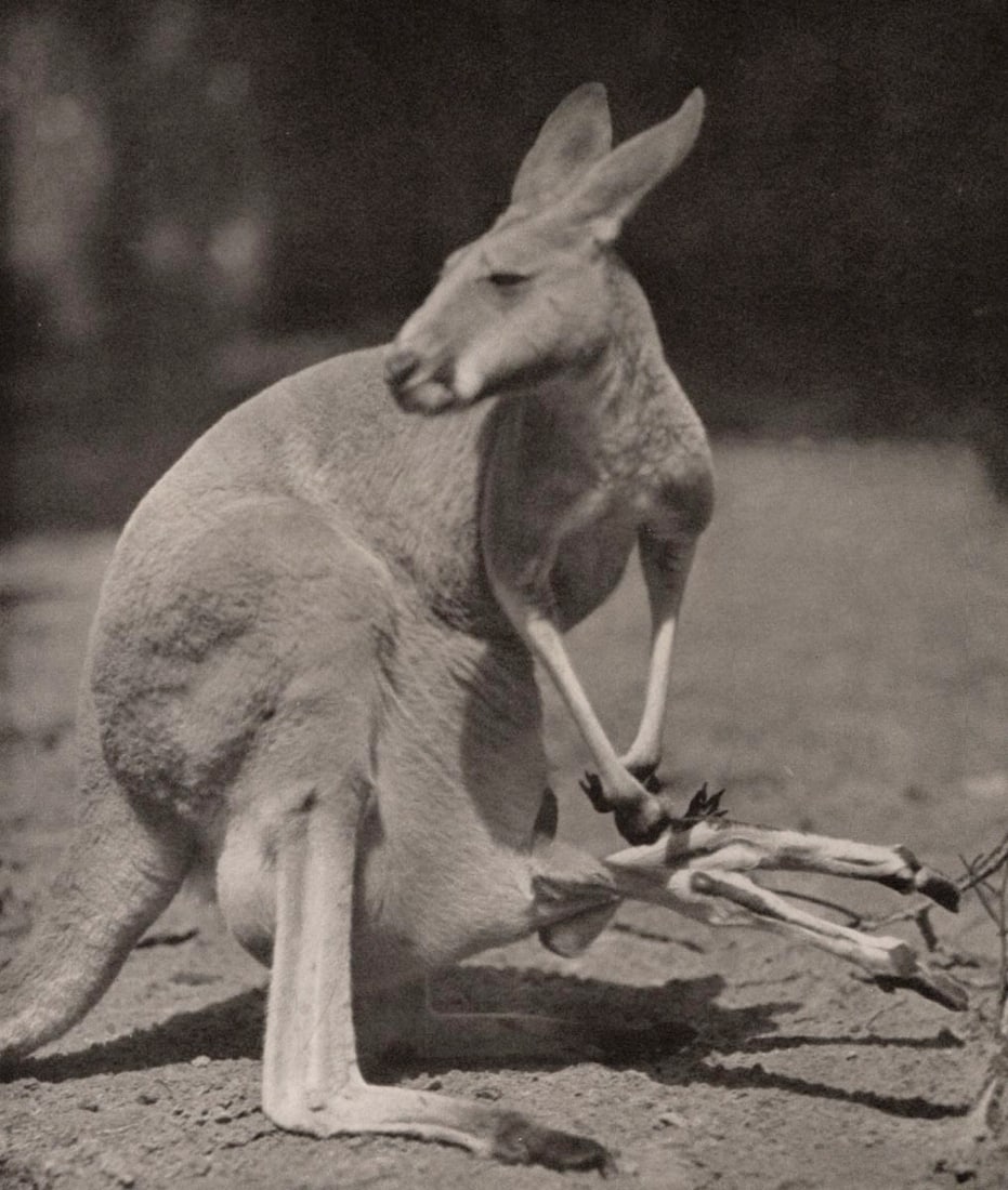 FRIEDRICH SEIDENSTUCKER - Kangaroo with baby, c. 1930s (1 of 1)