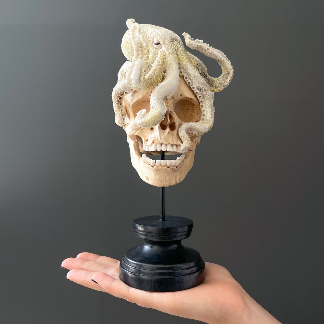 Stunning Human Skull With A Carved Octopus: Title: Stunning Human Skull With A Carved Octopus Maker: Unknown Origin: Indonesia Date/Period: 2023 Materials: Tamarind Wood, Deer antler, steel, wood Dimensions:Height: 25 cm / 9.8 inches Width: 10 