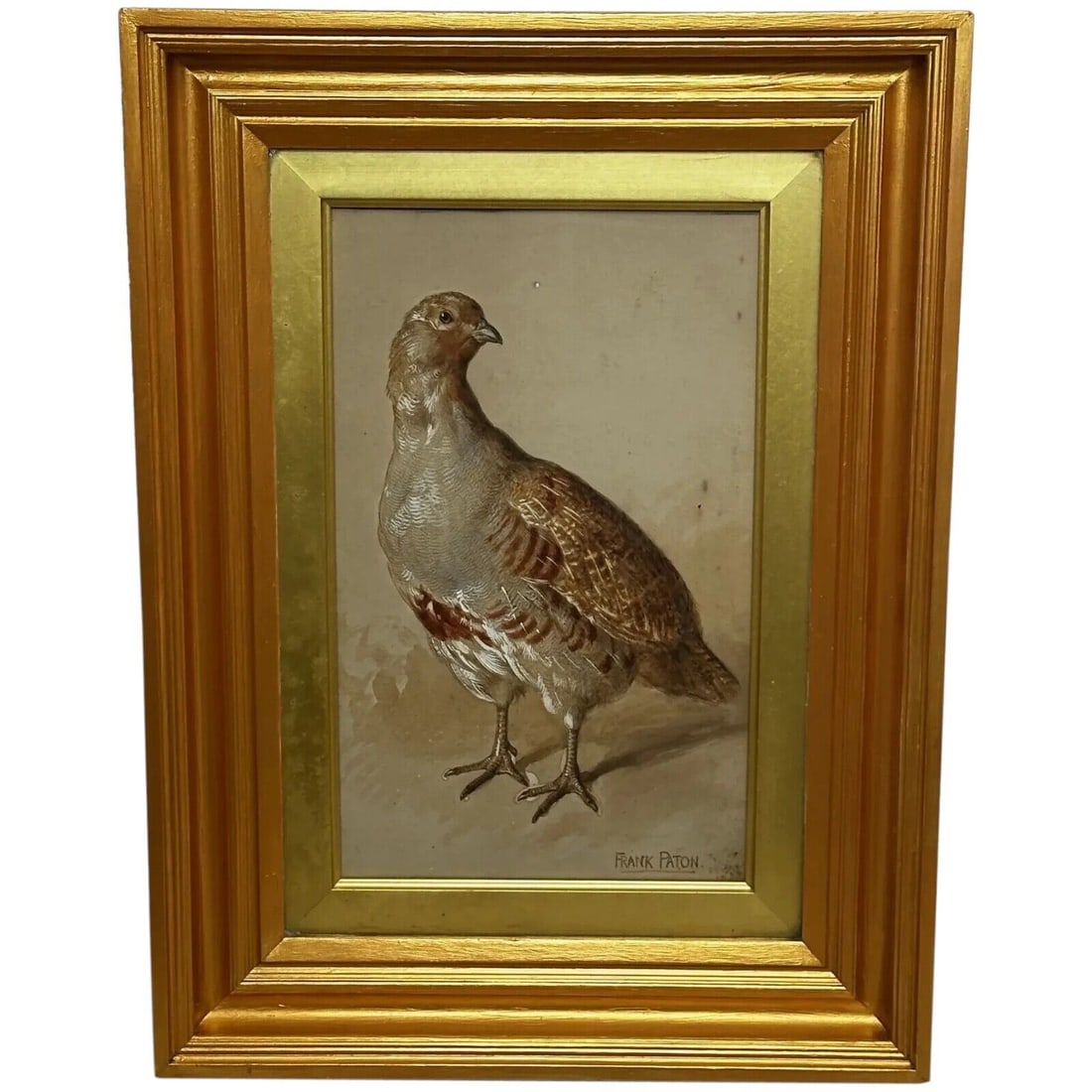 British 19th Century Watercolour Painting Partridge Game Bird Signed Frank Paton: British 19th Century Watercolour Painting Partridge Game Bird Signed Frank Paton 1 Fine Antique Victorian Late 19th Century Ornithology British Work of Art Watercolour Painting Partridge Game Bird Sig
