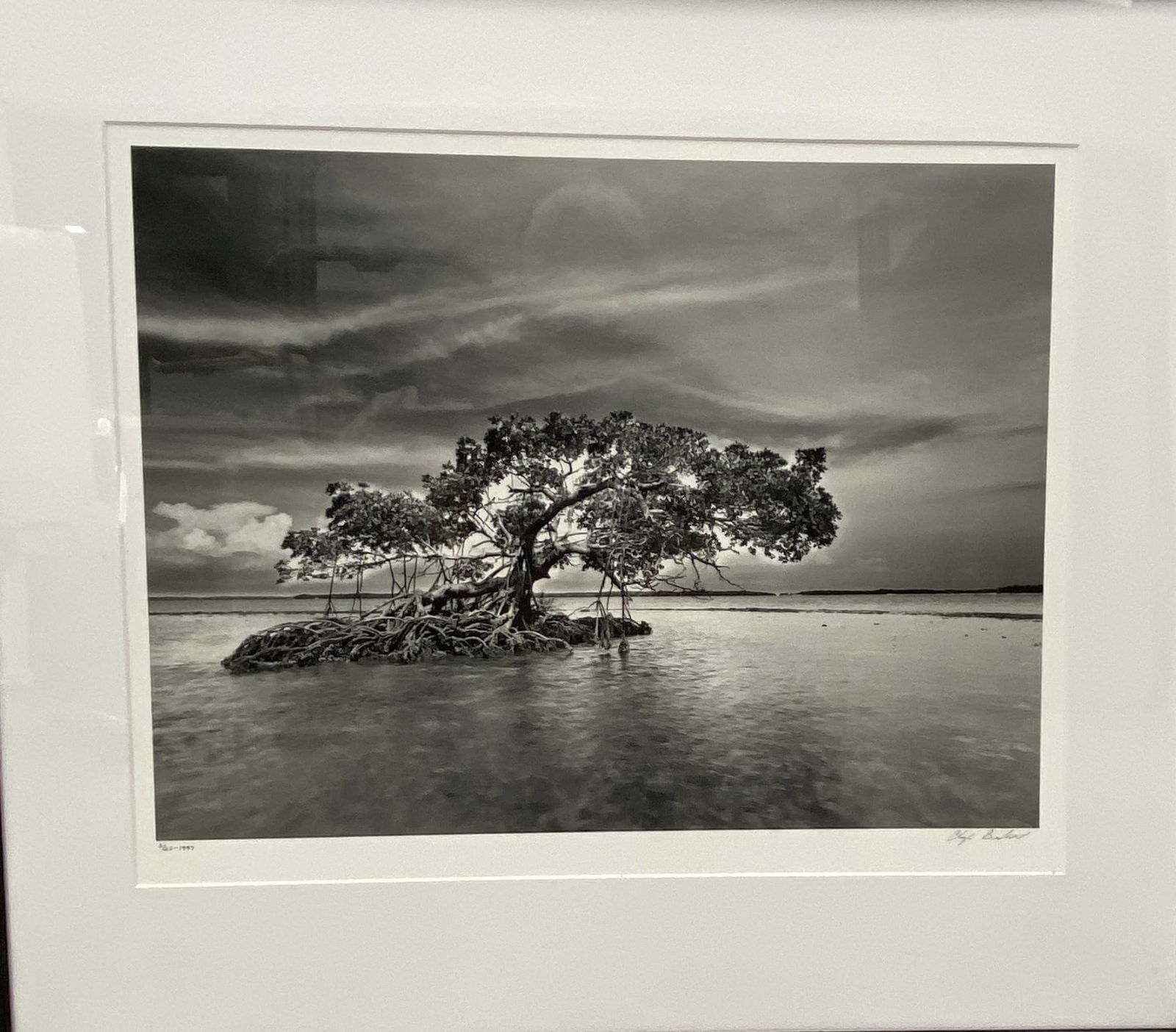 Clyde Butcher: Mangrove (1 of 1)