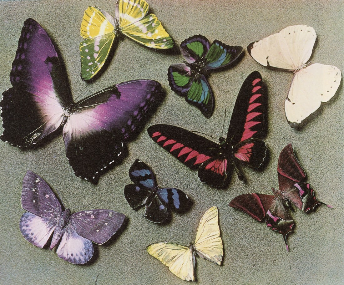 MAN RAY - Butterflies, 1940 (1 of 1)