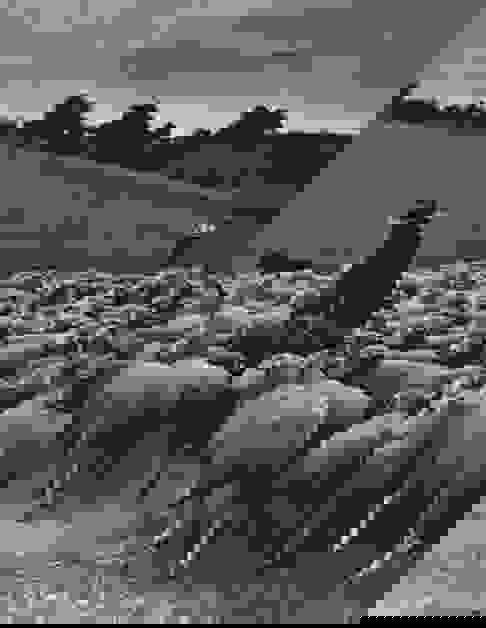 Nora Dumas Le Nombre D'or Auction