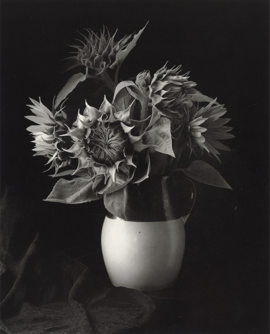 PAUL CAPONIGRO - Sunflower, New York, 1969: Artist: Paul Caponigro Title: Sunflower, New York, 1969 Medium: Photo Litho, 1993, USA Dimensions: 7x8.65" Description: Heat Wax Mounted on 8.5x11" Conservation Board Artist Bio: Paul Caponigro (1932)