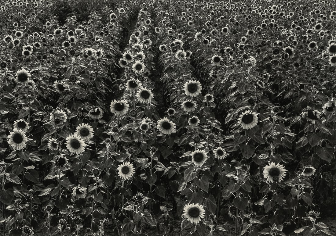 PAUL CAPONIGRO - Sunflowers, Tuscany, Italy, 1989: Artist: Paul Caponigro Title: Sunflowers, Tuscany, Italy, 1989 Medium: Photo Litho, 1993, USA Dimensions: 9.25x6.5" Description: Heat Wax Mounted on 11x14" Conservation Board Artist Bio: Paul Caponigr