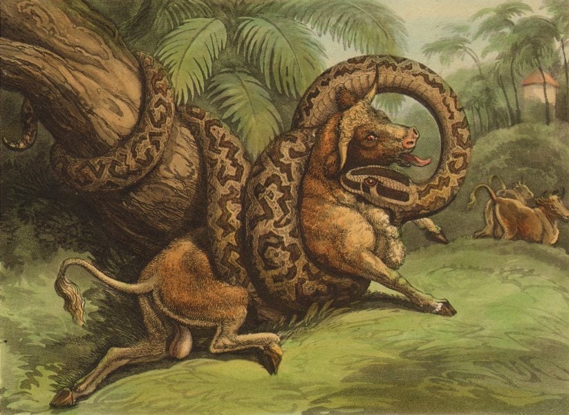 SOUTH AMERICA. Anaconda Boa Constrictor killing eating a Bull (Orme) 1814: CAPTION PRINTED BELOW PICTURE: 'Anecdote Great Boa Serpent and Bull' DATE PRINTED: 1814 IMAGE SIZE: Approx 12.5 x 17.5cm, 5 x 6.75 inches (Small) TYPE: Antique aquatint print with original hand colour