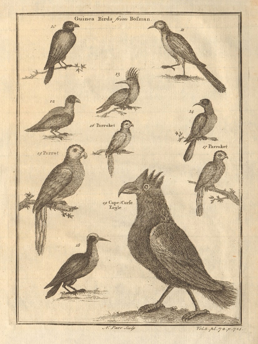 Guinea birds. Parrot. Parrokeet. Cape Coast eagle. West African birds 1745: CAPTION PRINTED BELOW PICTURE: 'Guinea birds from Bosman. Parrot. Parroket. Cape-Corse Eagle' DATE PRINTED: 1745 IMAGE SIZE: Approx 22.0 x 16.5cm, 8.75 x 6.5 inches (Medium) TYPE: Antique copperplate 